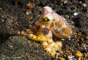 Mototi Octopus/Photographed with a Canon 60 mm macro lens... by Laurie Slawson 